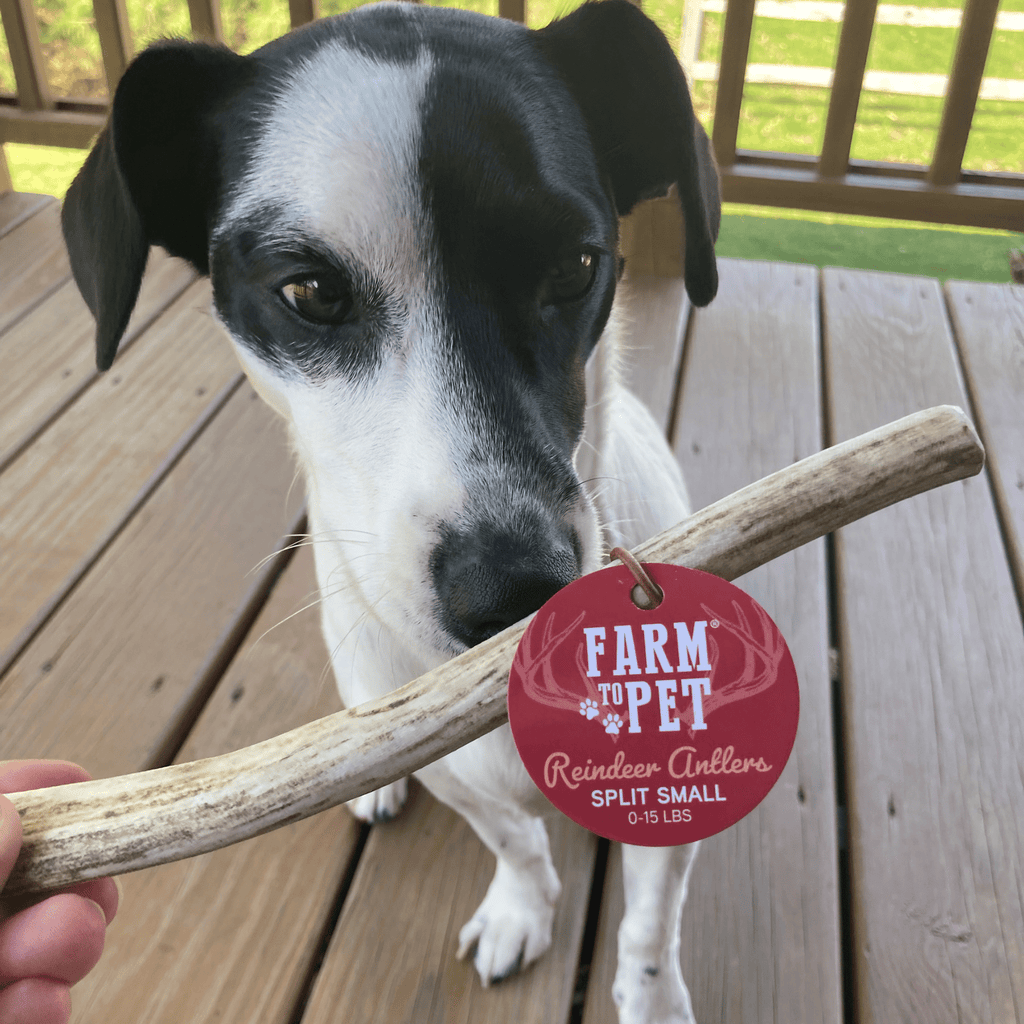 Reindeer Antler Dog Chews | Organic Chews for Dogs